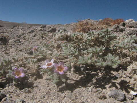 Image of Tiquilia atacamensis (Phil.) A. Richardson