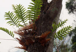 Imagem de Aglaomorpha volkensii (Hieron.) Hovenkamp & S. Linds.