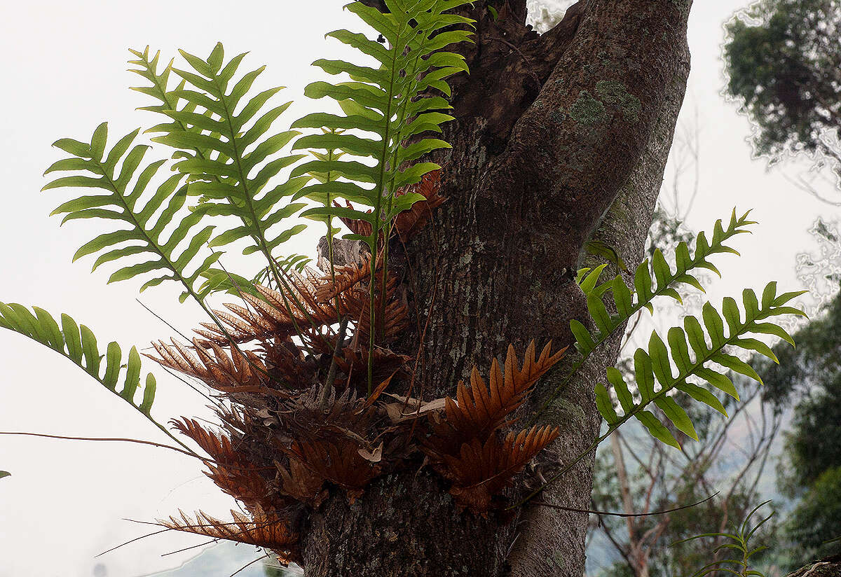 Imagem de Aglaomorpha volkensii (Hieron.) Hovenkamp & S. Linds.