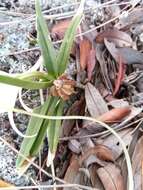 Imagem de Angraecum rutenbergianum Kraenzl.