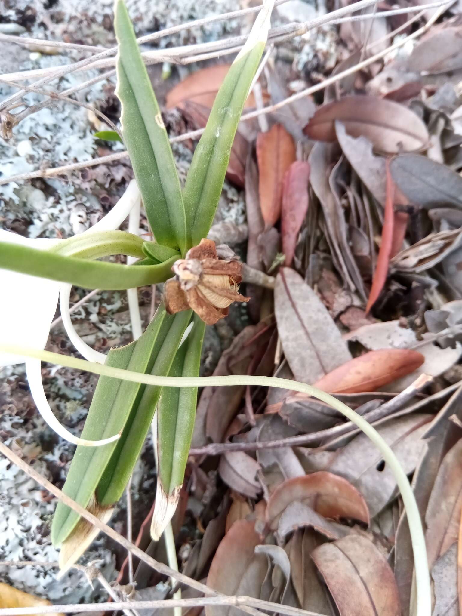 Imagem de Angraecum rutenbergianum Kraenzl.