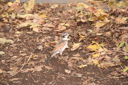 Image of Dusky Thrush