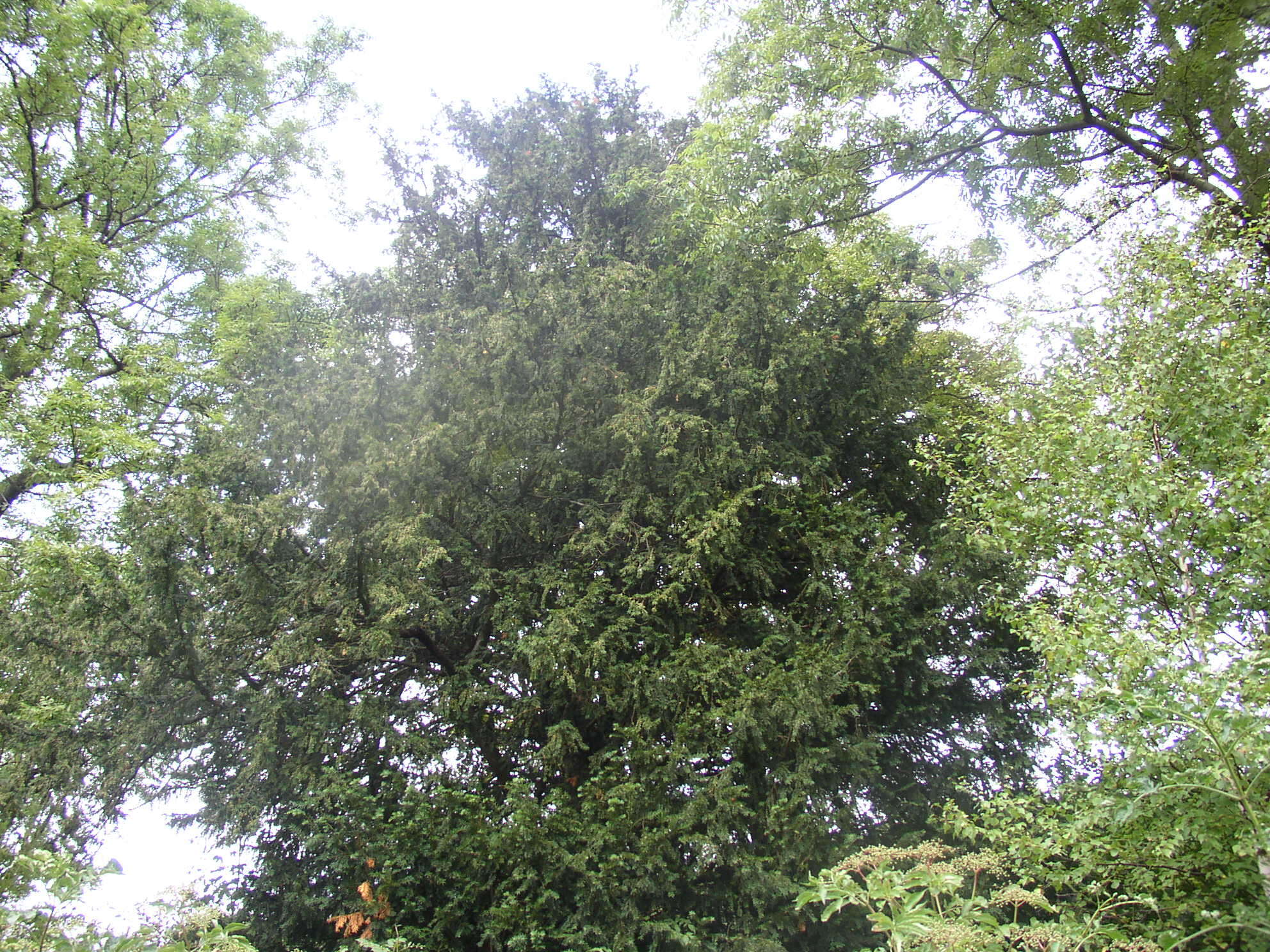 Image of English yew