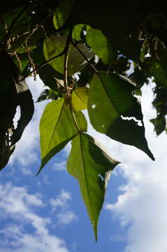 Image of Mallotus paniculatus (Lam.) Müll. Arg.