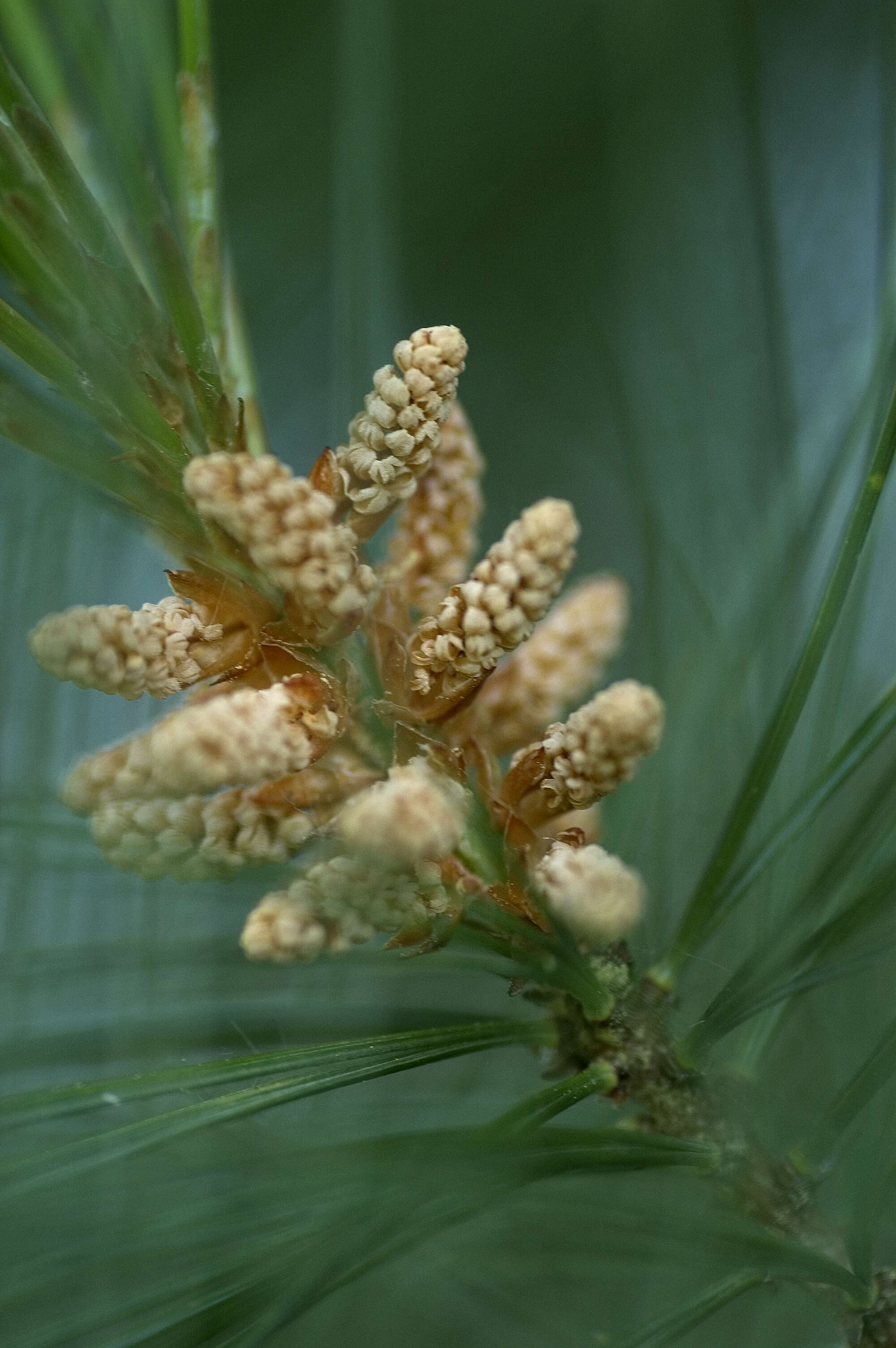 Image of eastern white pine