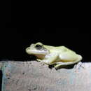 Image of Boophis doulioti (Angel 1934)
