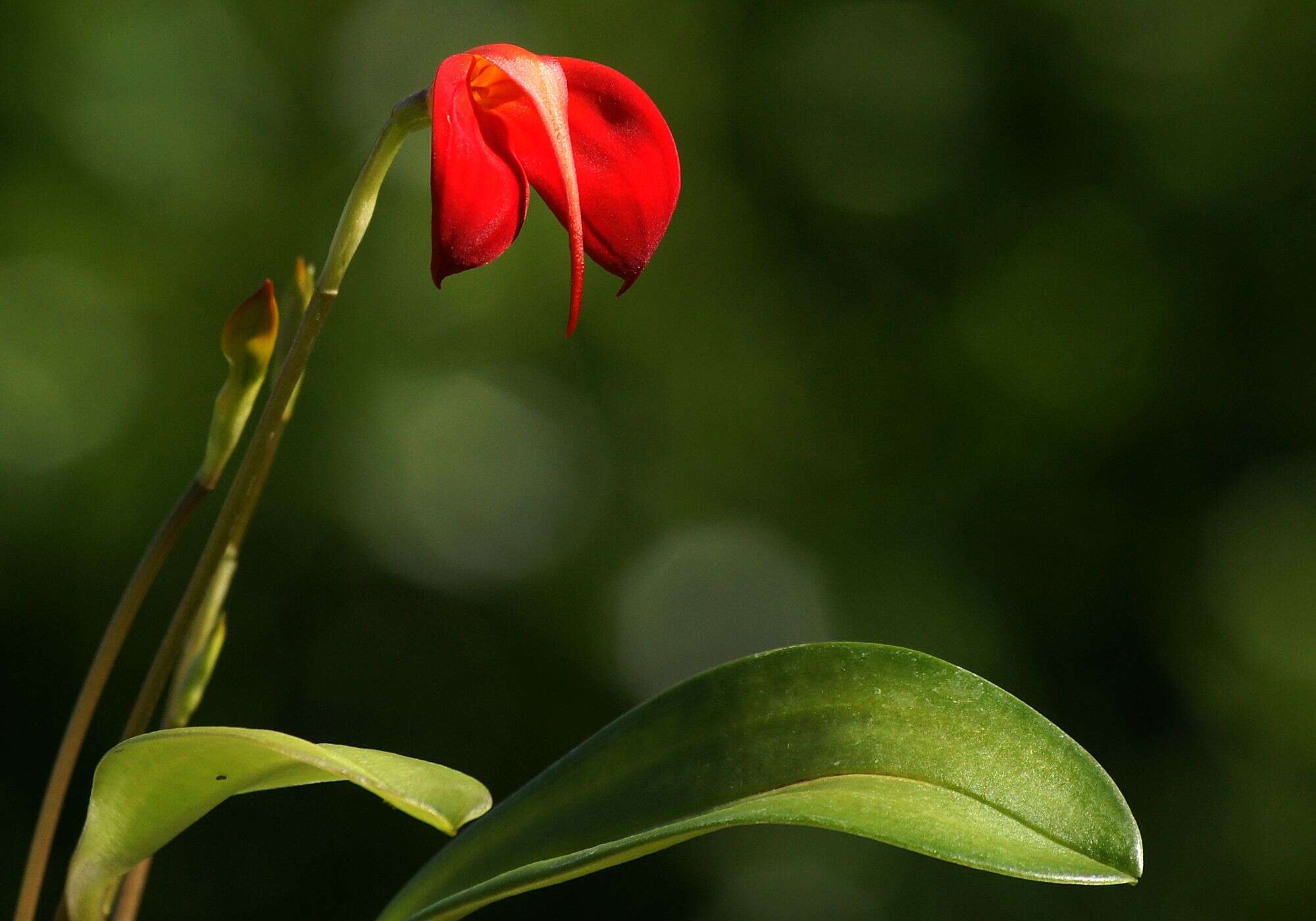 Image de Masdevallia ignea Rchb. fil.