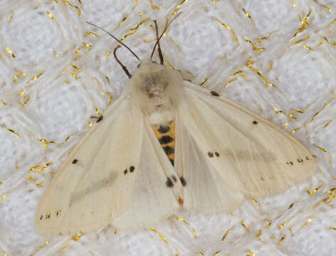 Image of white ermine