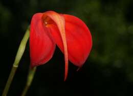 Image de Masdevallia ignea Rchb. fil.