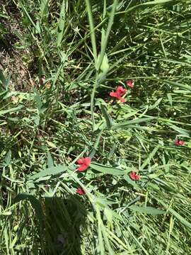 Image of red pea