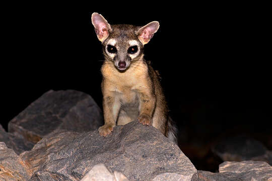 Image of Ringtail