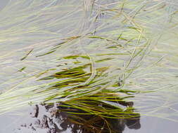 Image of Torrey's surfgrass
