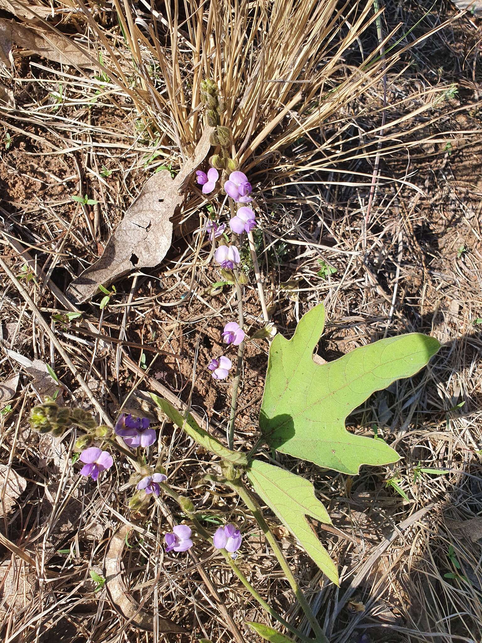 Sivun Neorautanenia ficifolia (Benth.) C. A. Sm. kuva