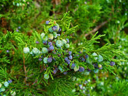 Imagem de Juniperus sabina L.