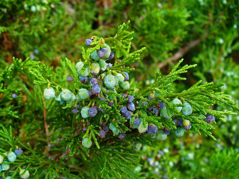 Image of Savin Juniper