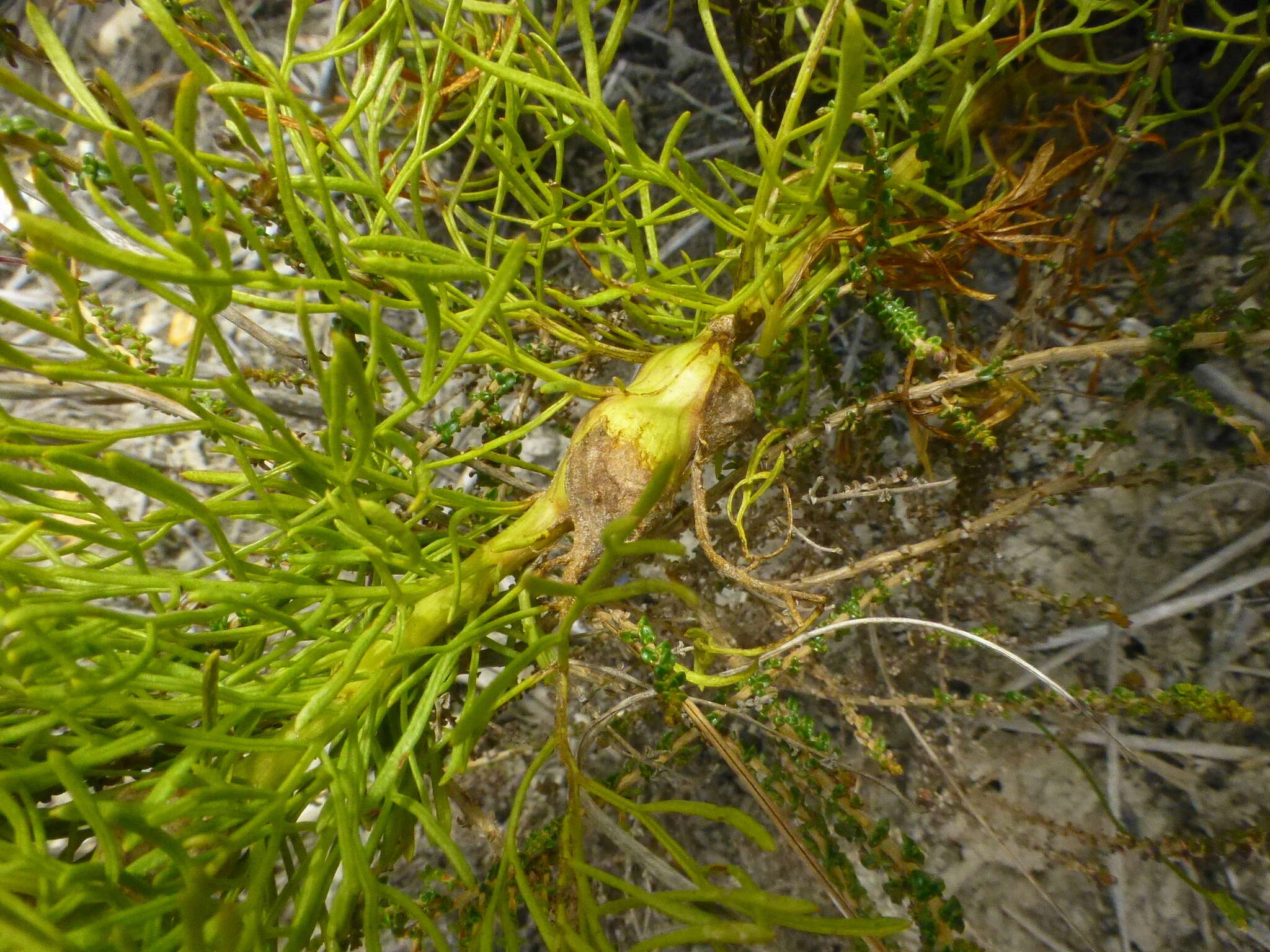 Plancia ëd Senecio bipinnatus (Thunb.) Less.