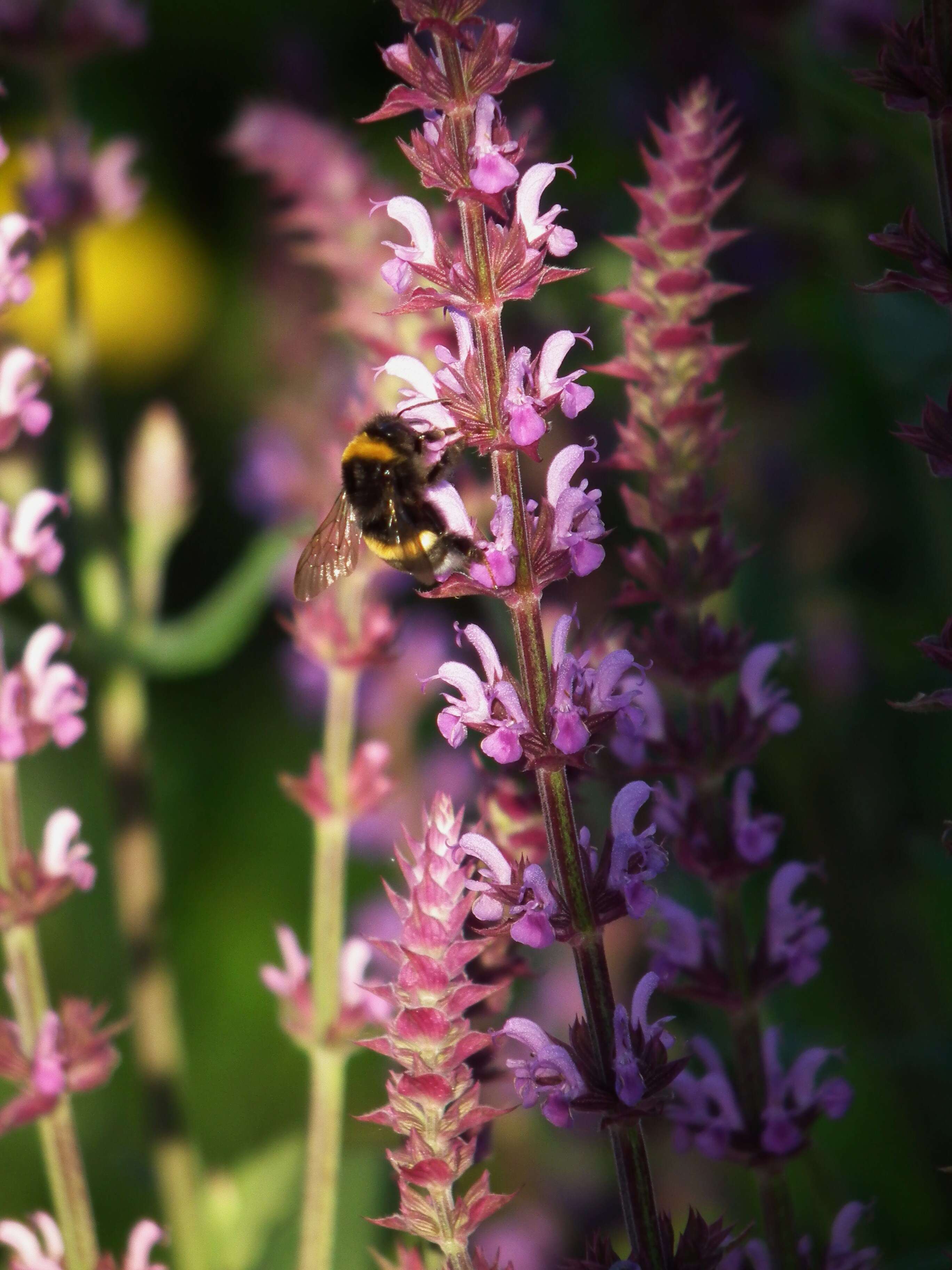 Imagem de Salvia nemorosa L.