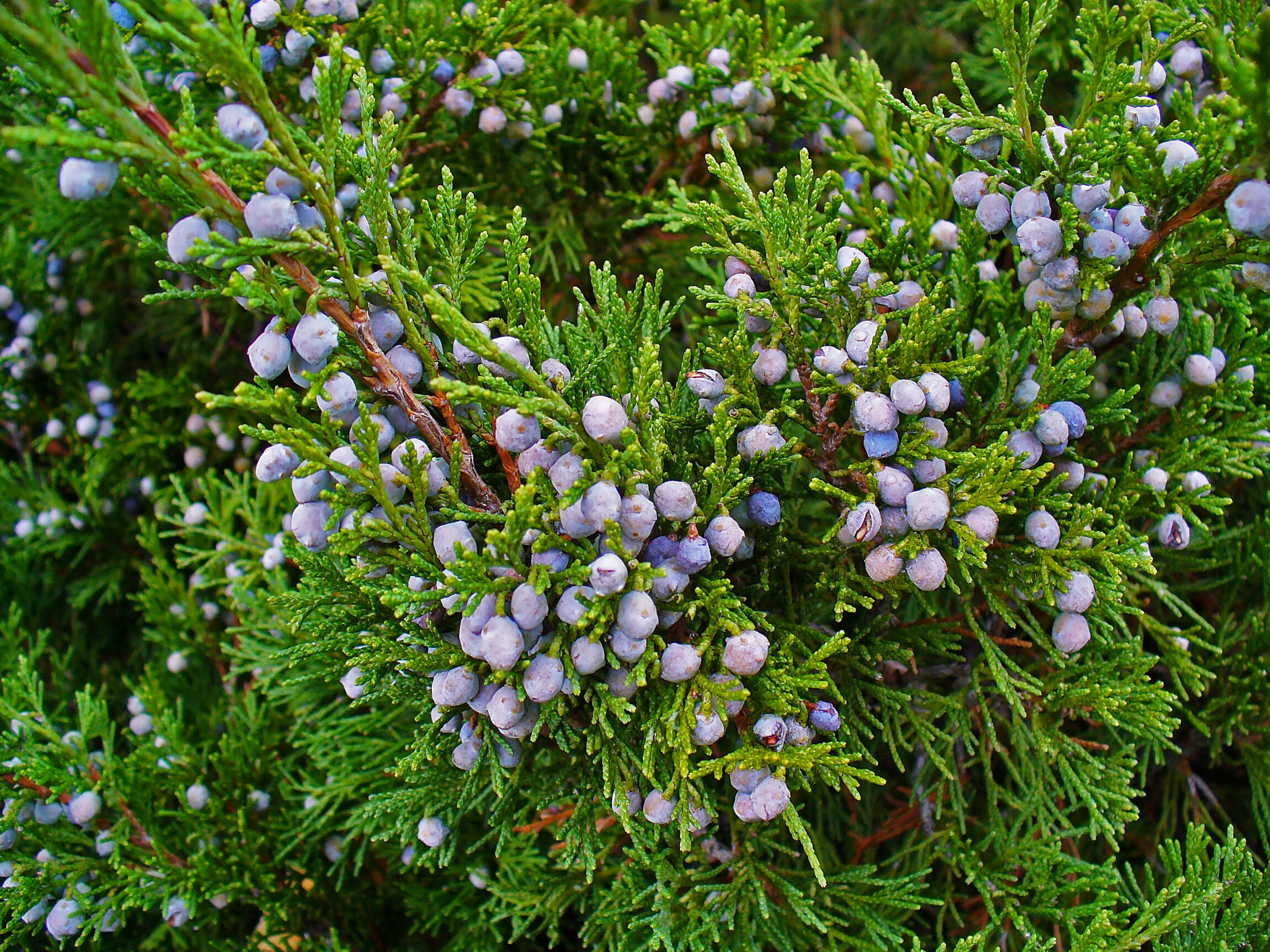 Imagem de Juniperus sabina L.