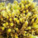 Image of golden-head moss