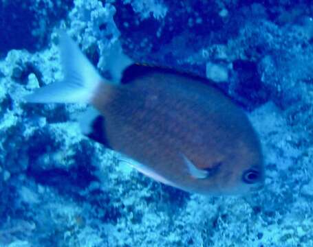 Слика од Chromis pembae Smith 1960