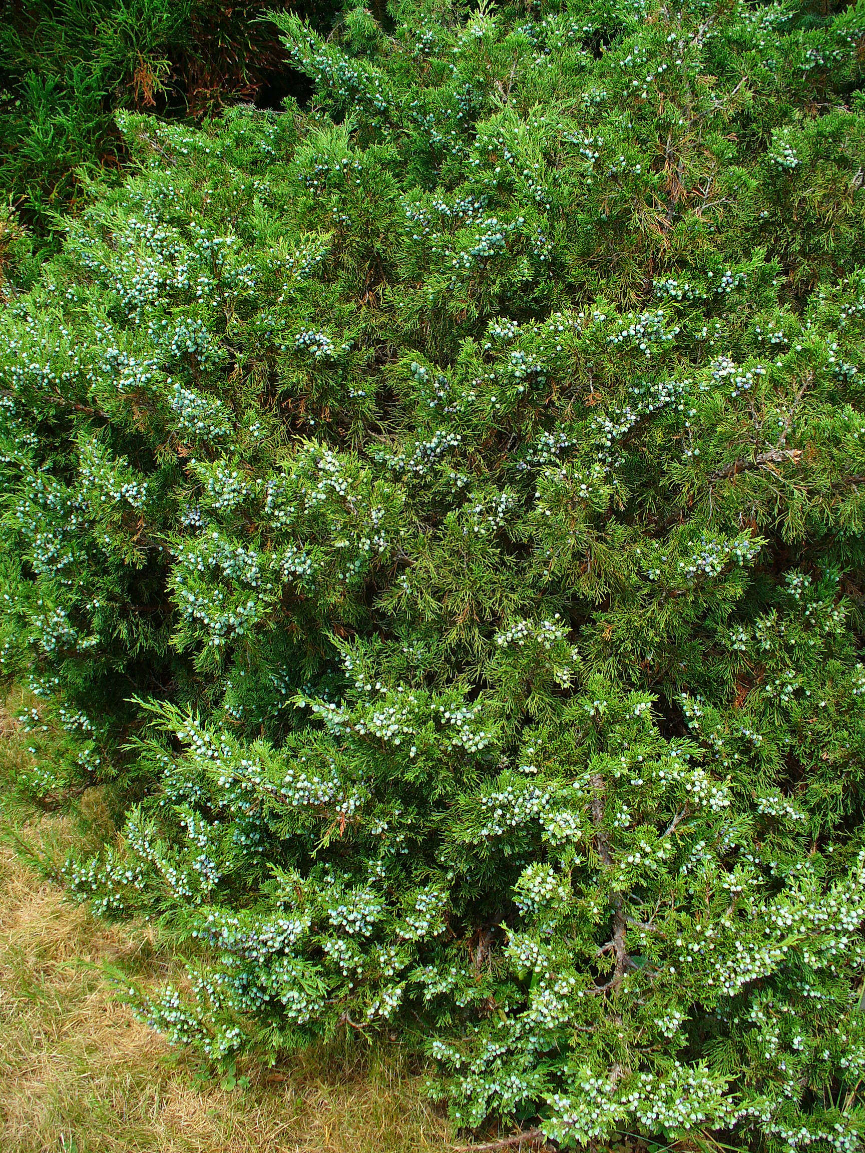 Imagem de Juniperus sabina L.