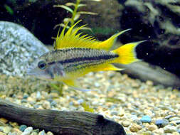 Image of Cockatoo Dwarf Cichlid