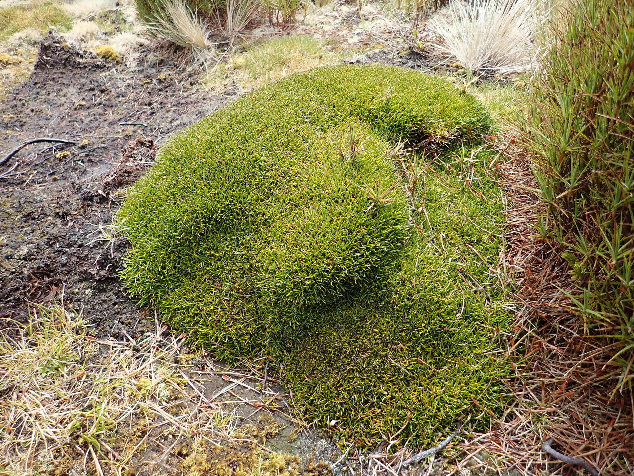 Image of Astelia subulata (Hook. fil.) Cheeseman