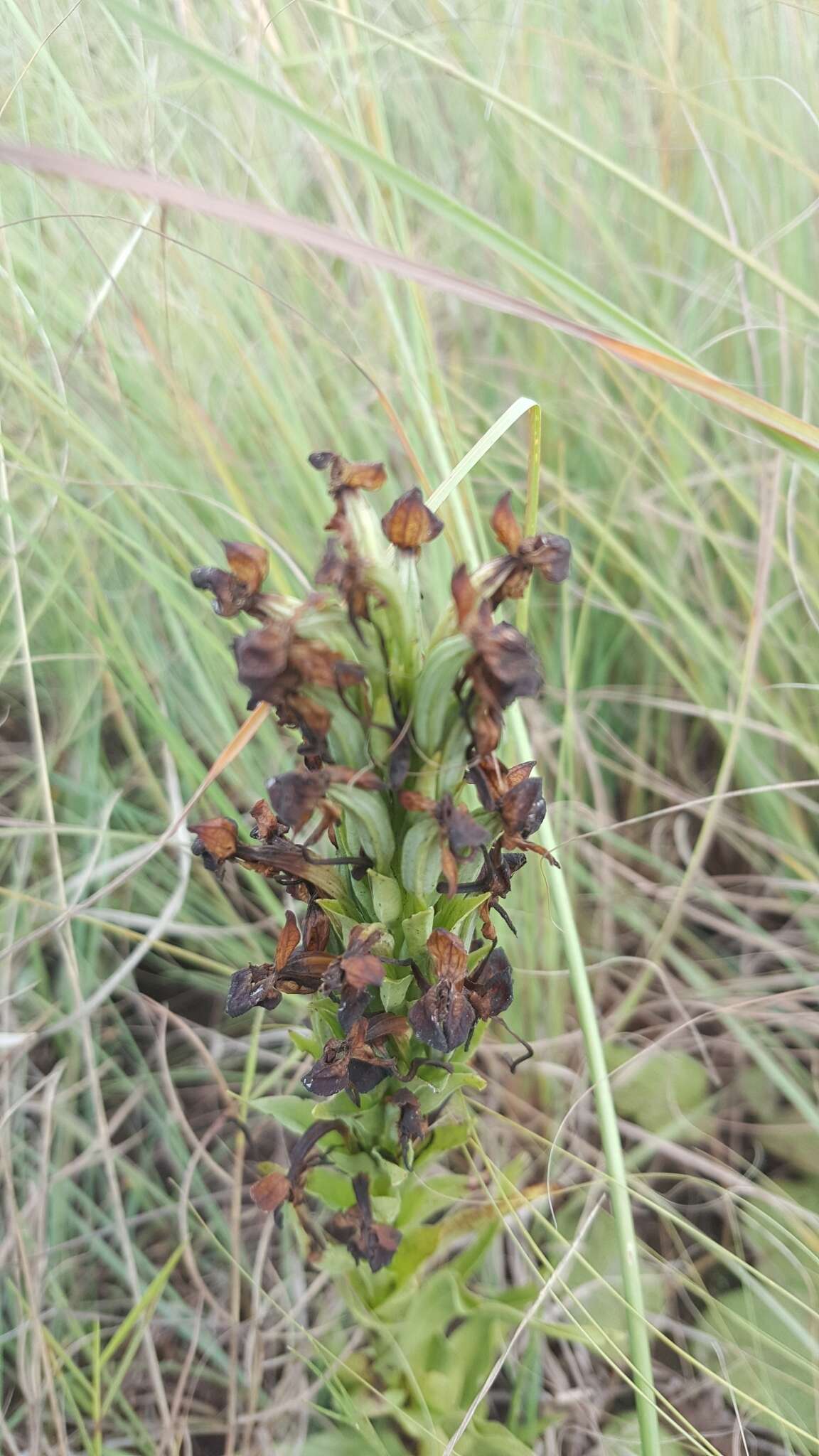 Image of Habenaria caffra Schltr.