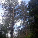 Image de Eucalyptus regnans F. Müll.