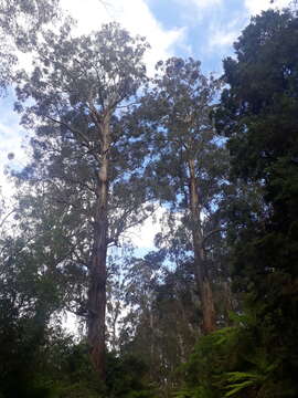 Image de Eucalyptus regnans F. Müll.