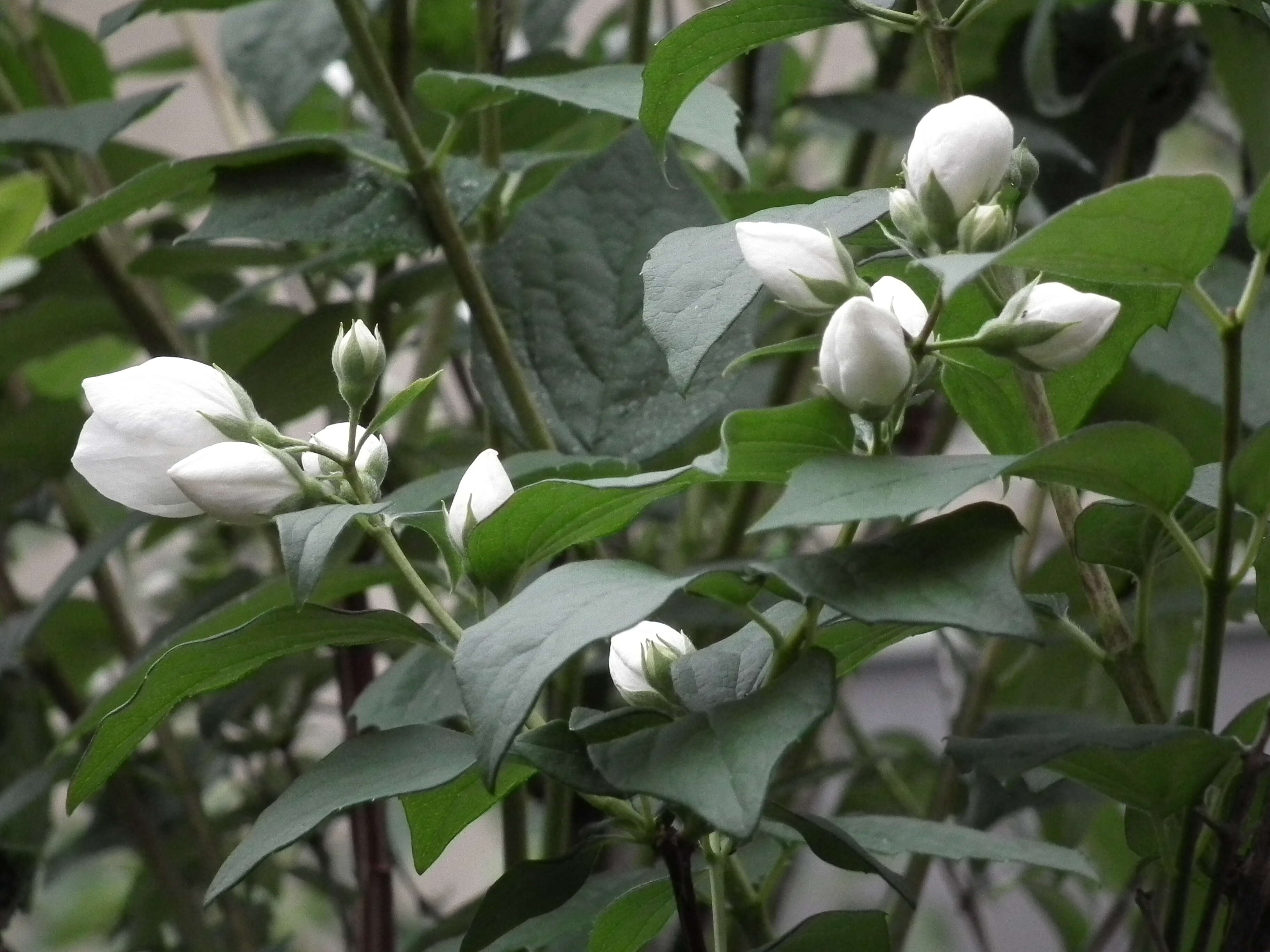 Image of sweet mock orange