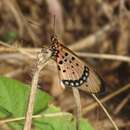 Image de Acraea caecilia Fabricius 1781