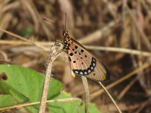 Слика од Acraea caecilia Fabricius 1781