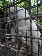 Image of Umbrella Cockatoo