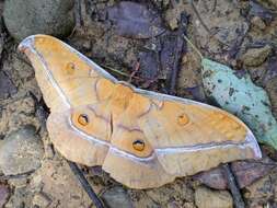 Image of Antheraea formosana Sonan 1937