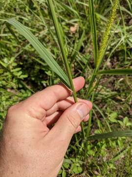 Image of Big-Top Love Grass