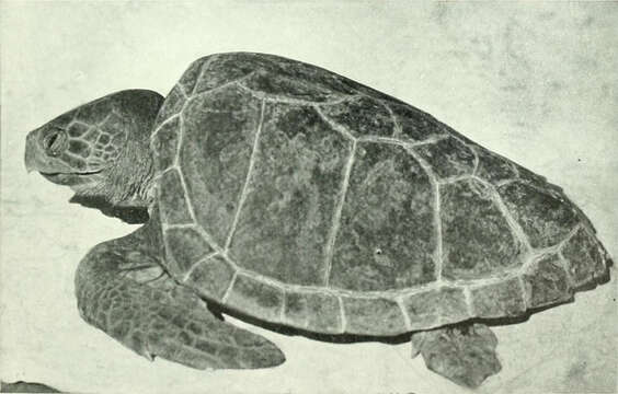 Image of Caretta