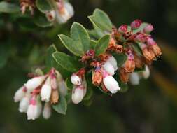 Image of Andean blueberry