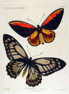 Слика од Ornithoptera croesus Wallace 1859