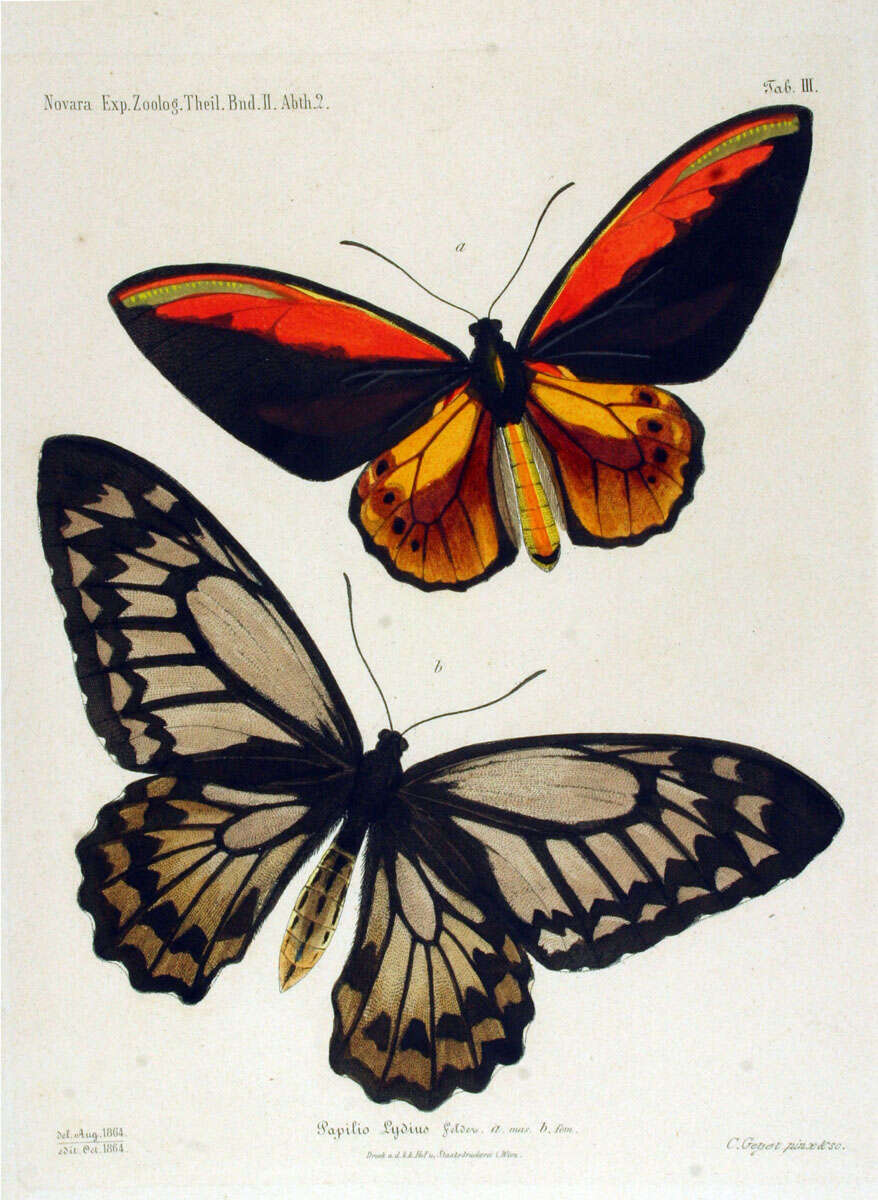 Sivun Ornithoptera croesus Wallace 1859 kuva