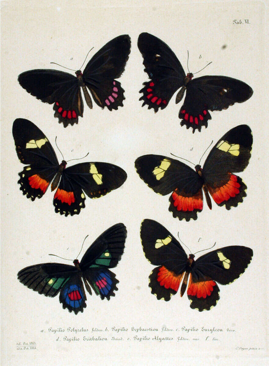 Image of Mimoides ilus (Fabricius 1793)