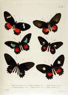 صورة Parides eurimedes (Stoll 1782)