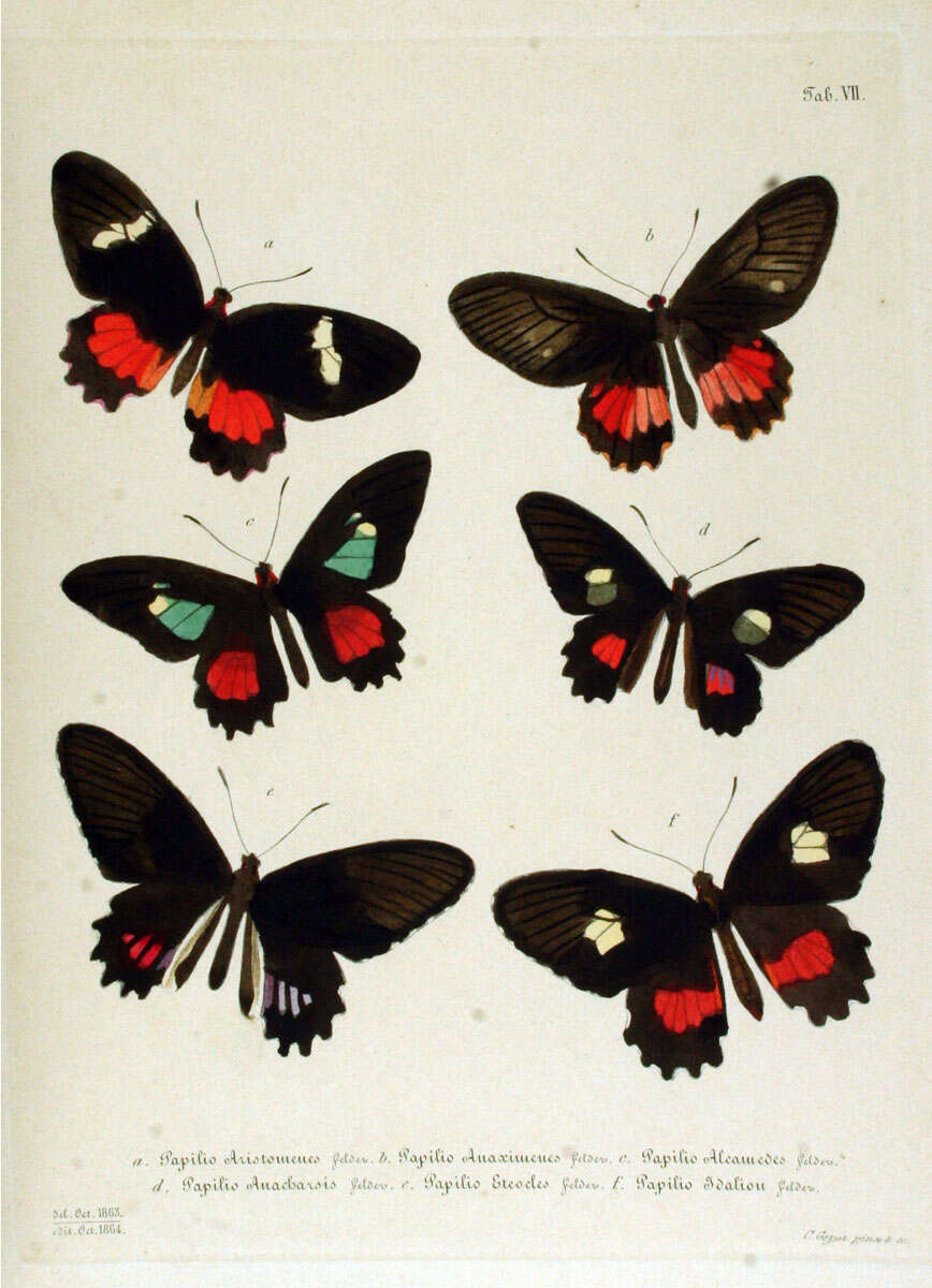 صورة Parides eurimedes (Stoll 1782)