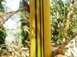 Image of common bamboo