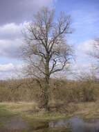 Image of Black Poplar