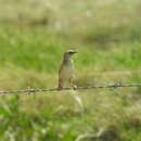 صورة Cisticola cinnamomeus Reichenow 1904