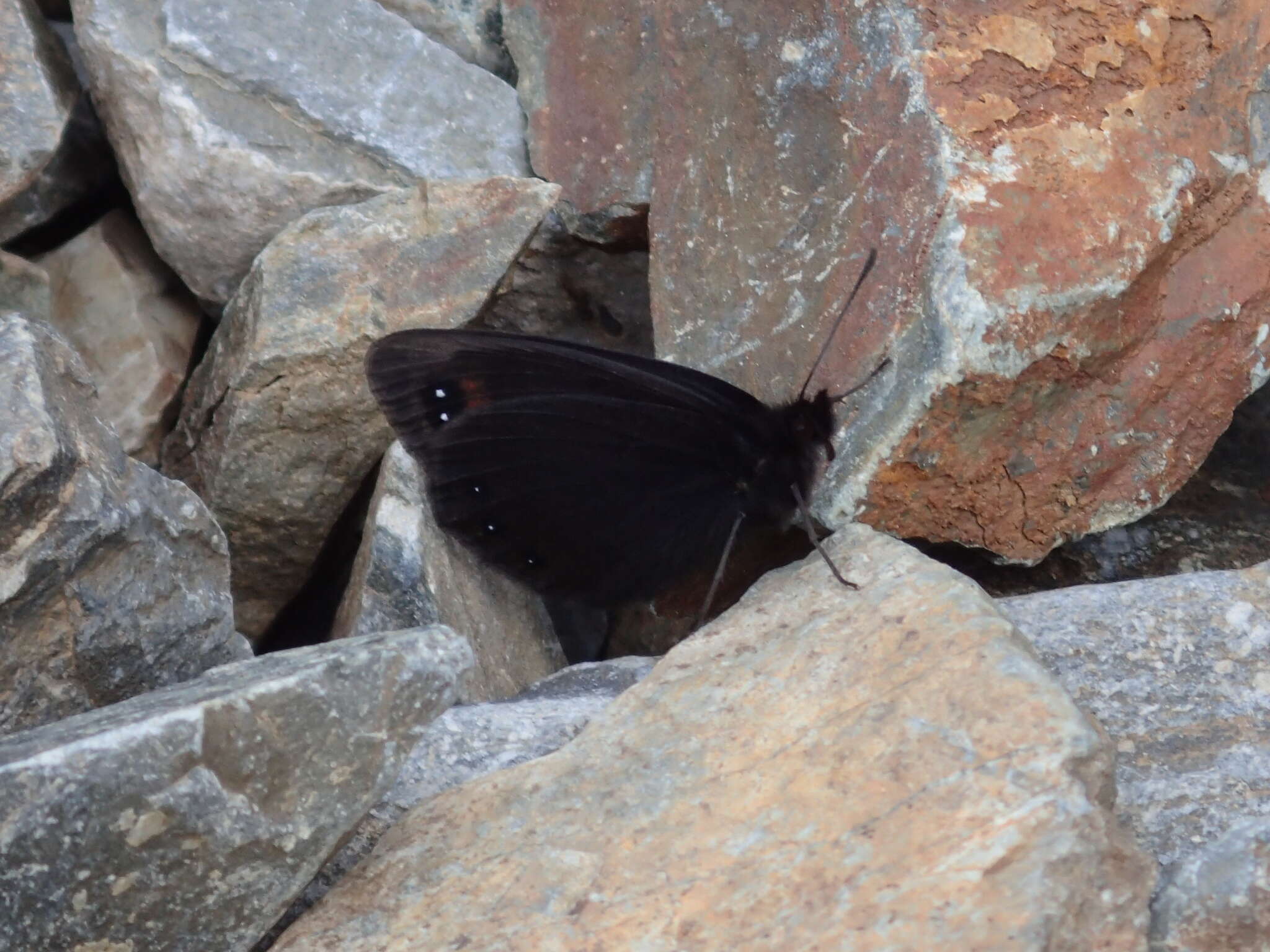 Image of Lefèbvre’s Ringlet