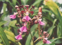 Image of Encyclia cordigera (Kunth) Dressler