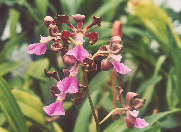 Image of Encyclia cordigera (Kunth) Dressler