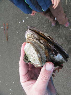 Image of Chilean Oyster